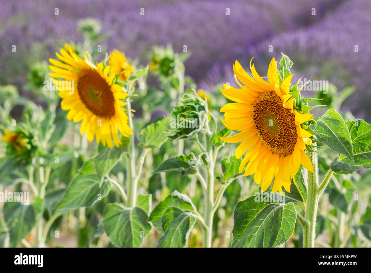 Sunflower and Lavender field Stock Photo Alamy