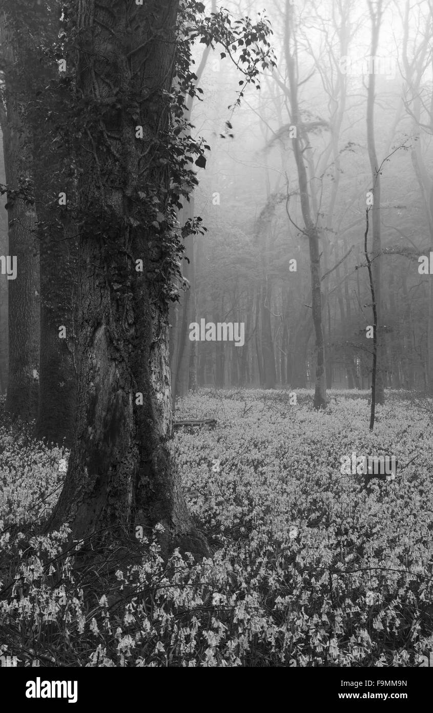 Beautiful carpet of bluebell flowers in misty Spring forest landscape in black and white Stock Photo