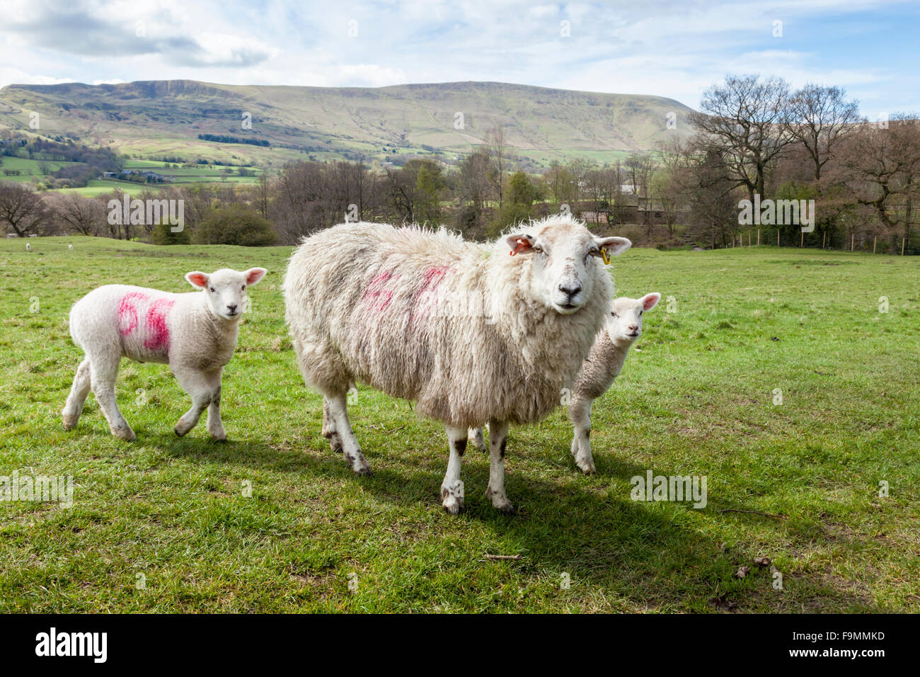 Sheep with lambs in Spring on farmland at Ollerbrook, Vale of Edale, Derbyshire, England, UK Stock Photo