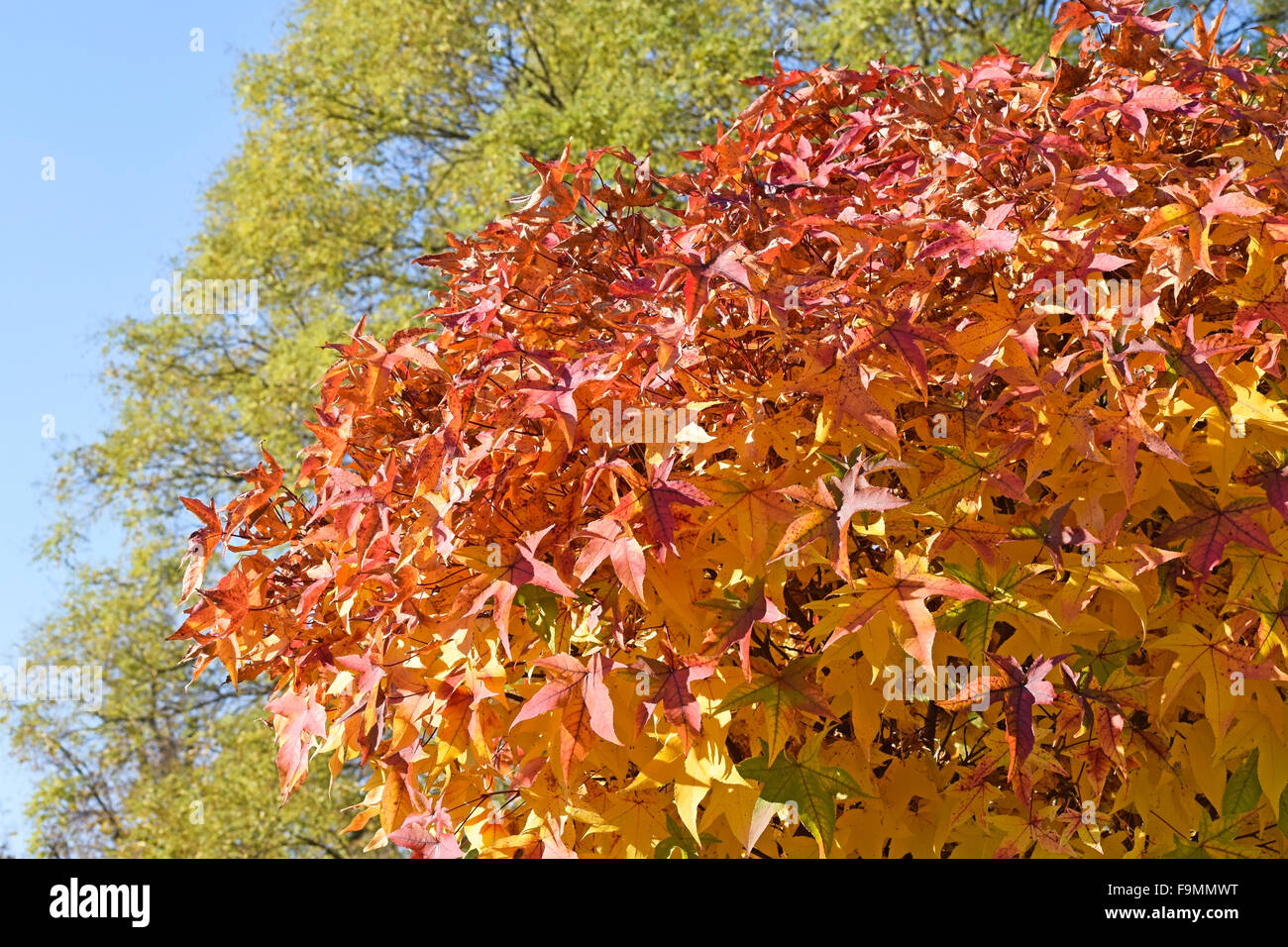 Nature Plant Leaves Hi res Stock Photography And Images Alamy nature-plant-leaves-hi-res-stock-photography-and-images-alamy