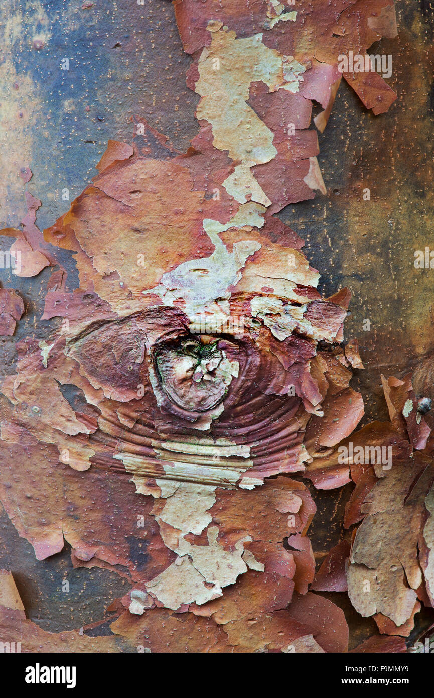 Acer griseum. Paperbark maple tree with peeling bark Stock Photo - Alamy