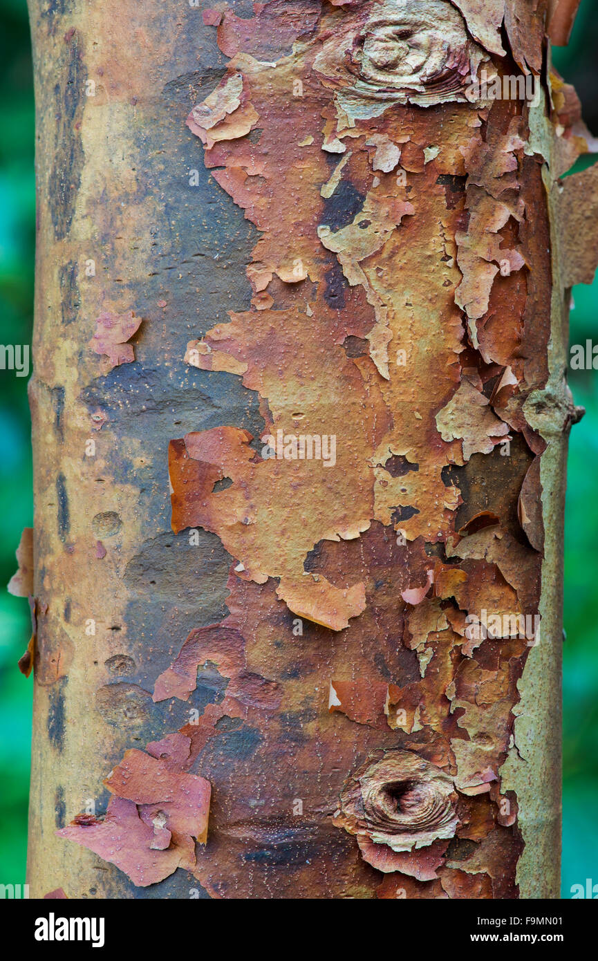Acer griseum. Paperbark maple tree with peeling bark Stock Photo - Alamy