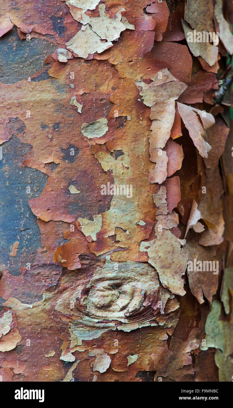 Peeling Maple Tree Bark High Resolution Stock Photography and Images ...