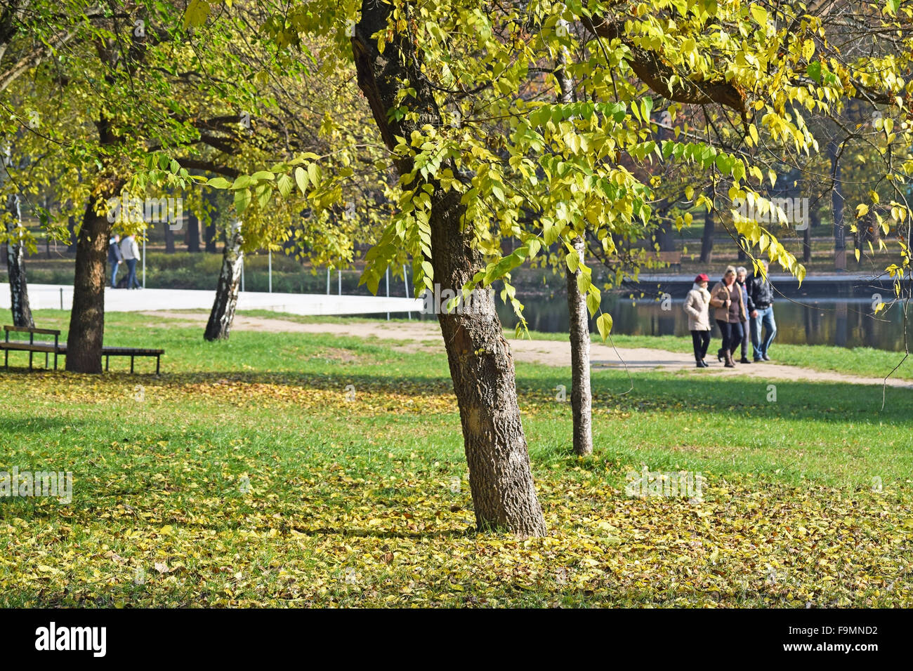 Woman oak tree autumn hi-res stock photography and images - Alamy