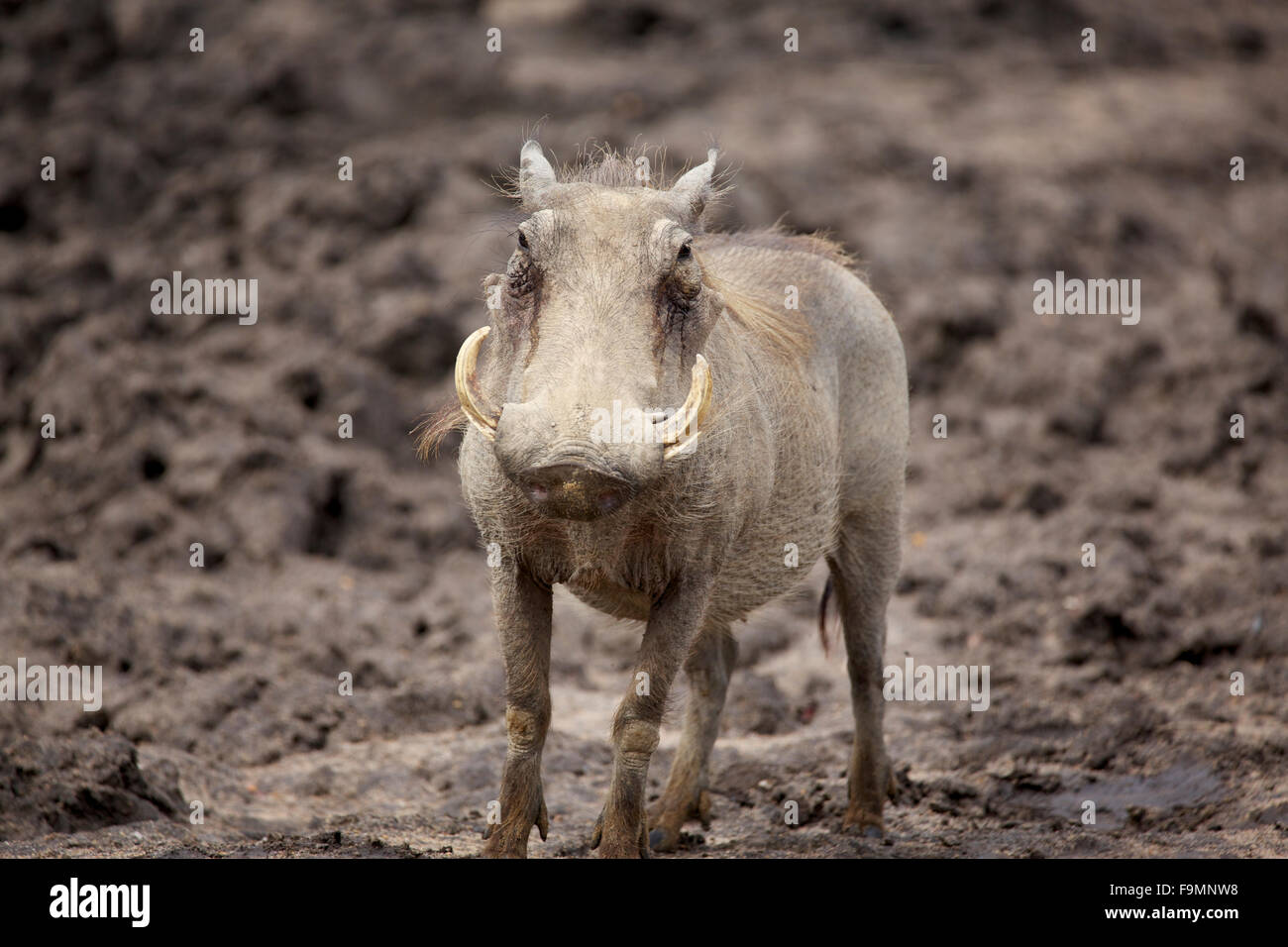 A male Warthog in the Greater Kruger National Park Stock Photo