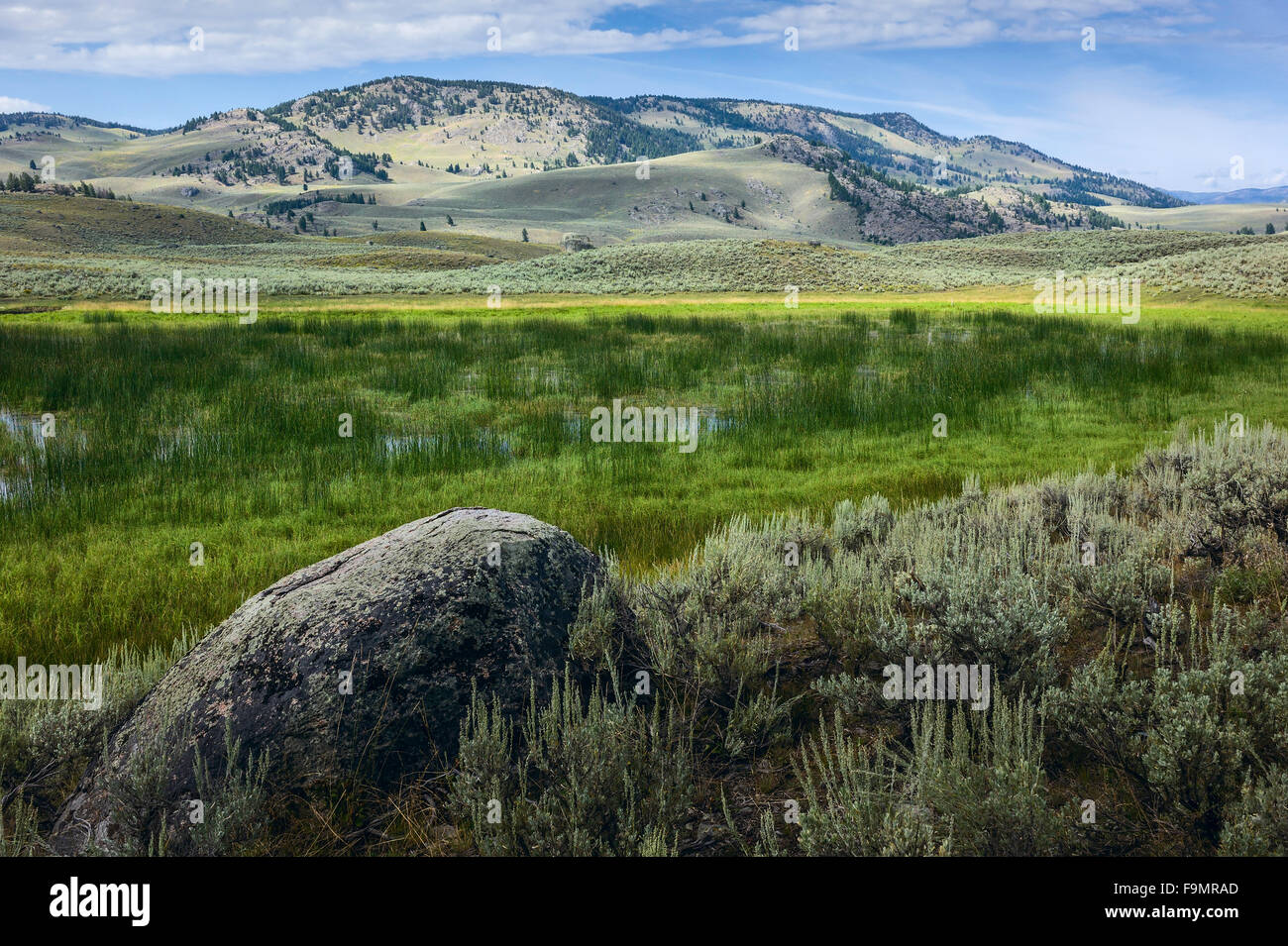 Natural lake being overwhelmed by grasses and flanked by undulating hills and sagebrush in Yellowstone National Park. Stock Photo