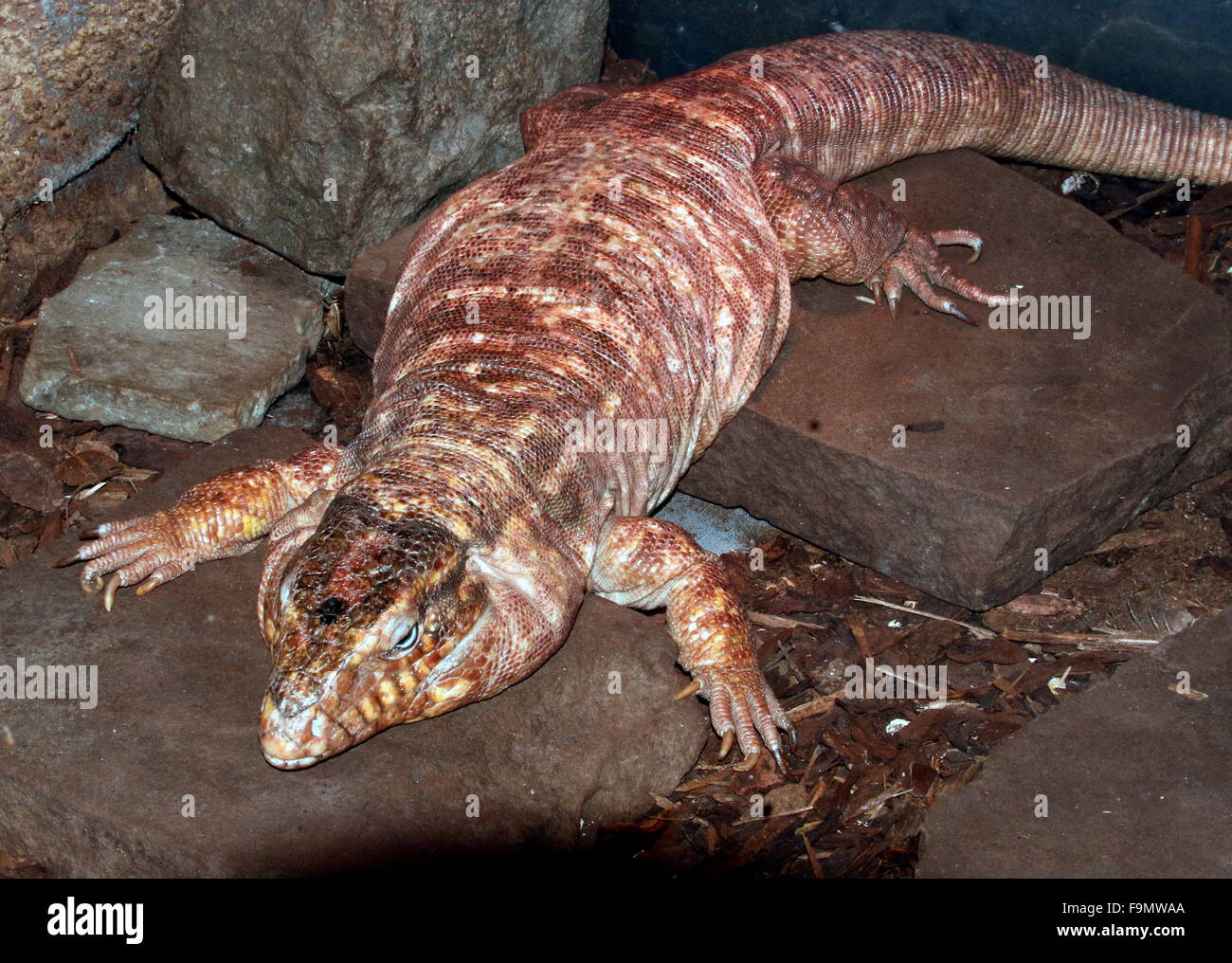 Giant tegus hi-res stock photography and images - Alamy