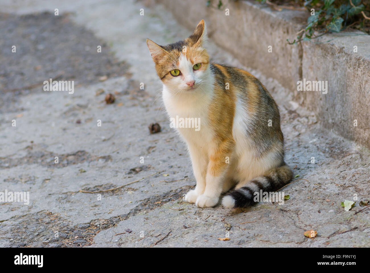 European short-hair three-colored cat sitting on the street Stock Photo