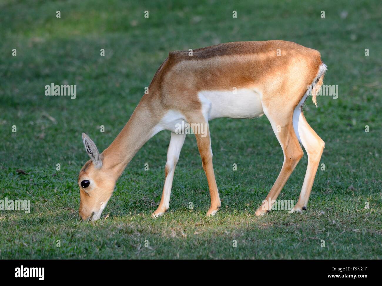beautiful female blackbuck (Antilope cervicapra) standing on ground Stock Photo