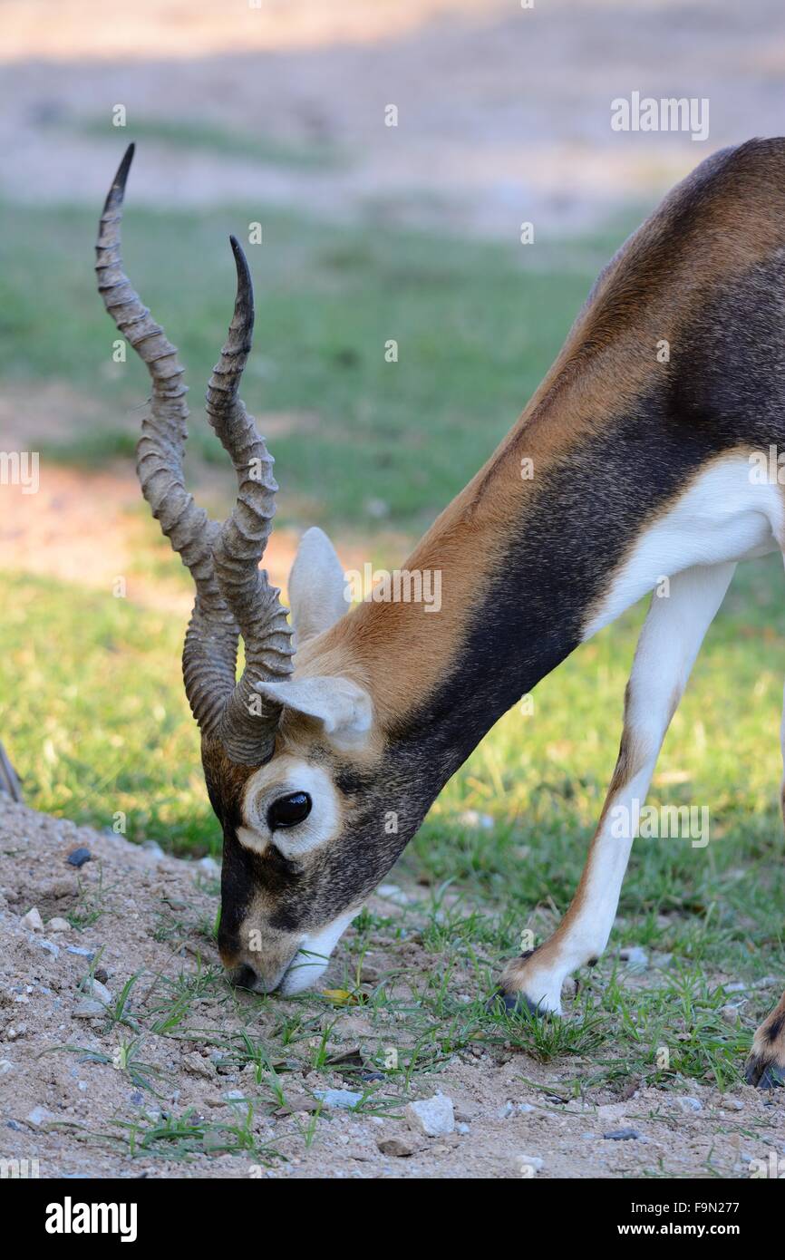beautiful male blackbuck (Antilope cervicapra) standing on ground Stock Photo