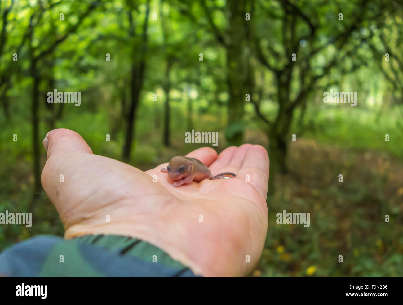 Hazel Dormouse (Muscardinus avellanarius) 7/10 days old monitoring being carried out by License holder Stock Photo