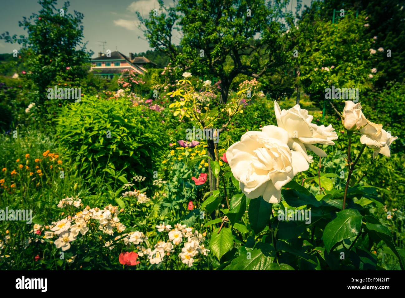 Discarded White Roses Faded beautiful white roses in a garden. Filtered shot Stock Photo - Alamy