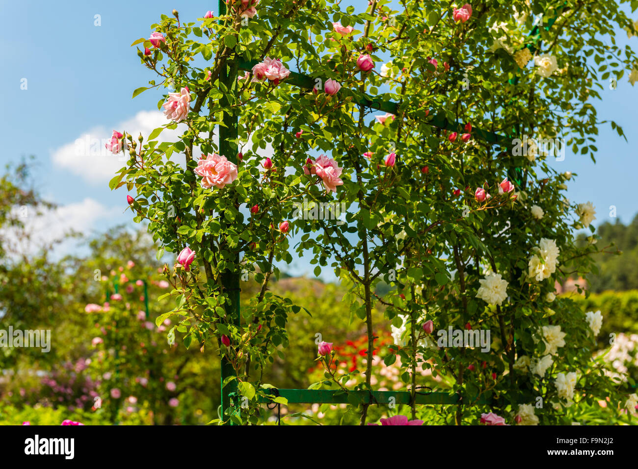 Bush of beautiful climbing roses in a garden. Horizontal shot Stock ...