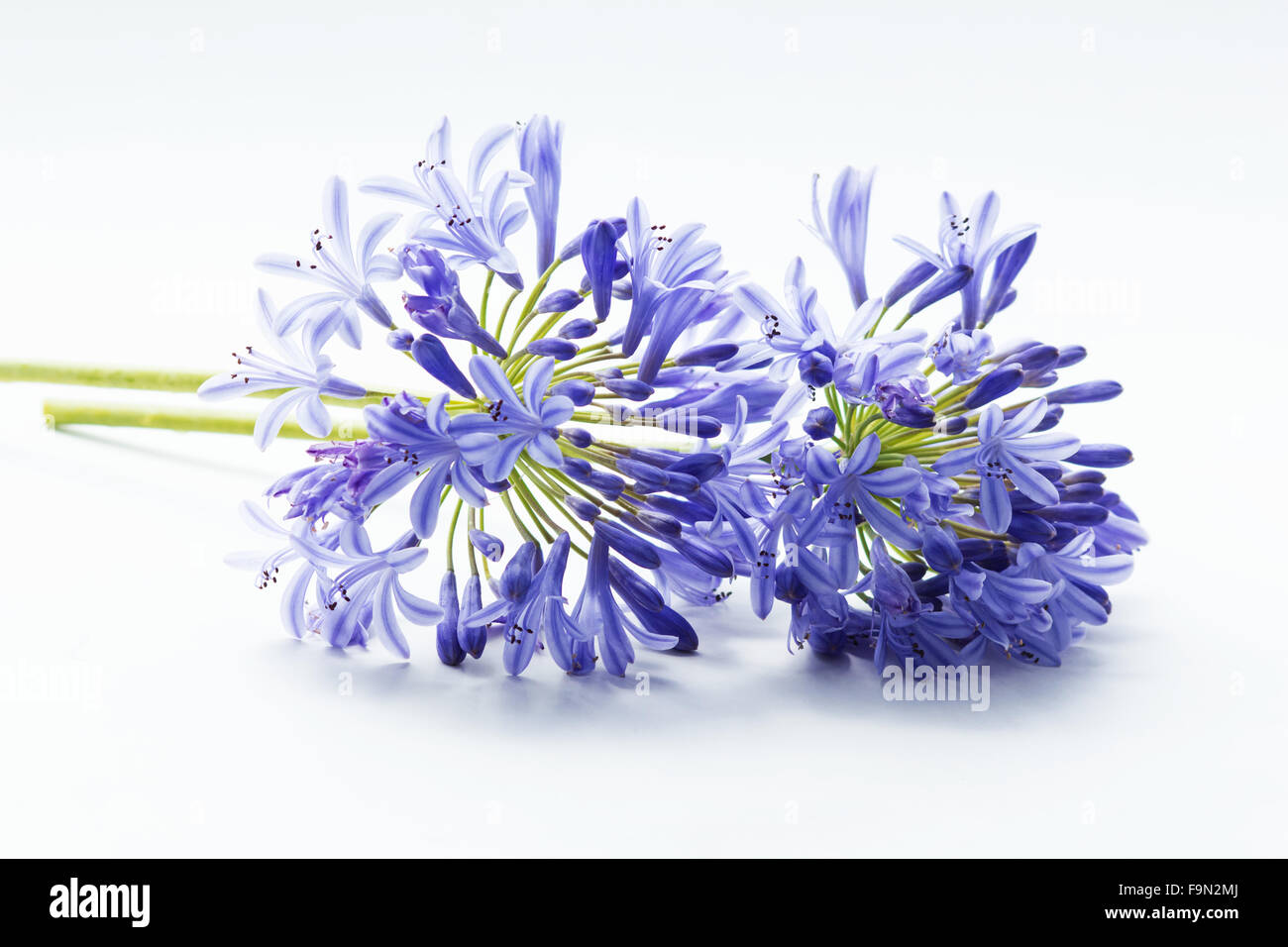 Blue African lily (Agapanthus africanus) on white background Stock Photo