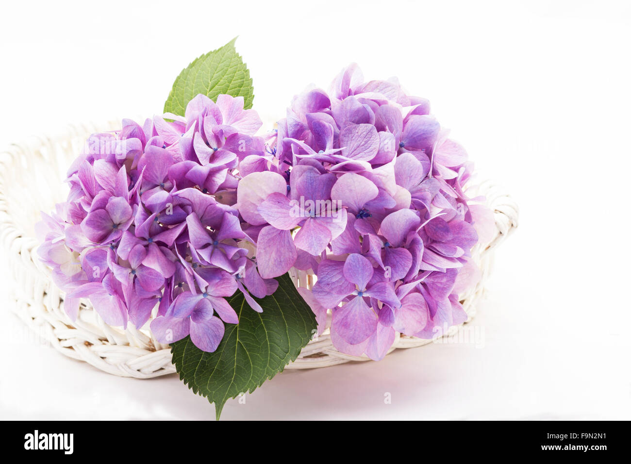 Pink hydrangeas in a basket on white background Stock Photo - Alamy