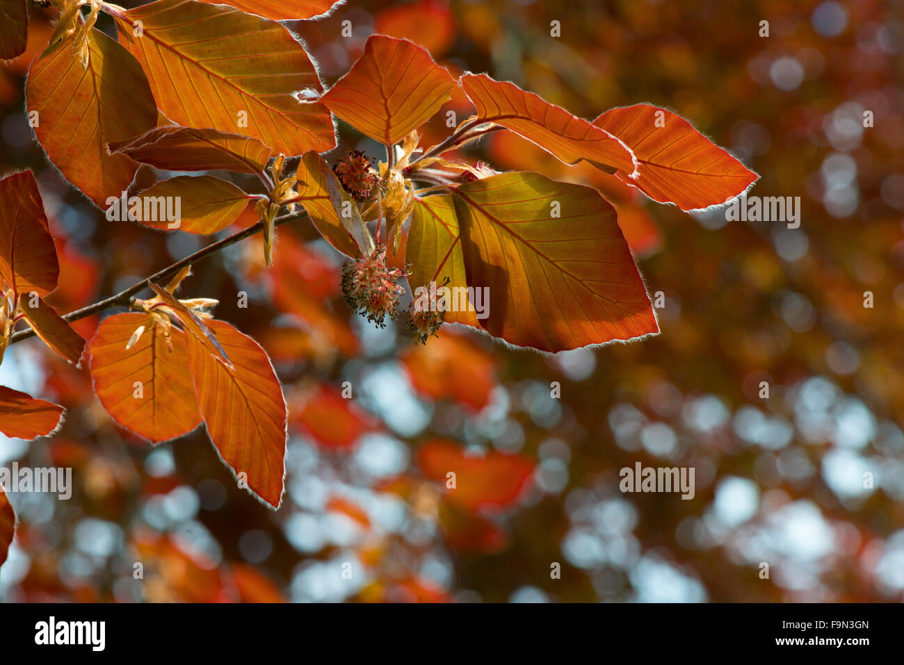 Copper Beech Leaves and Flowers Stock Photo Alamy