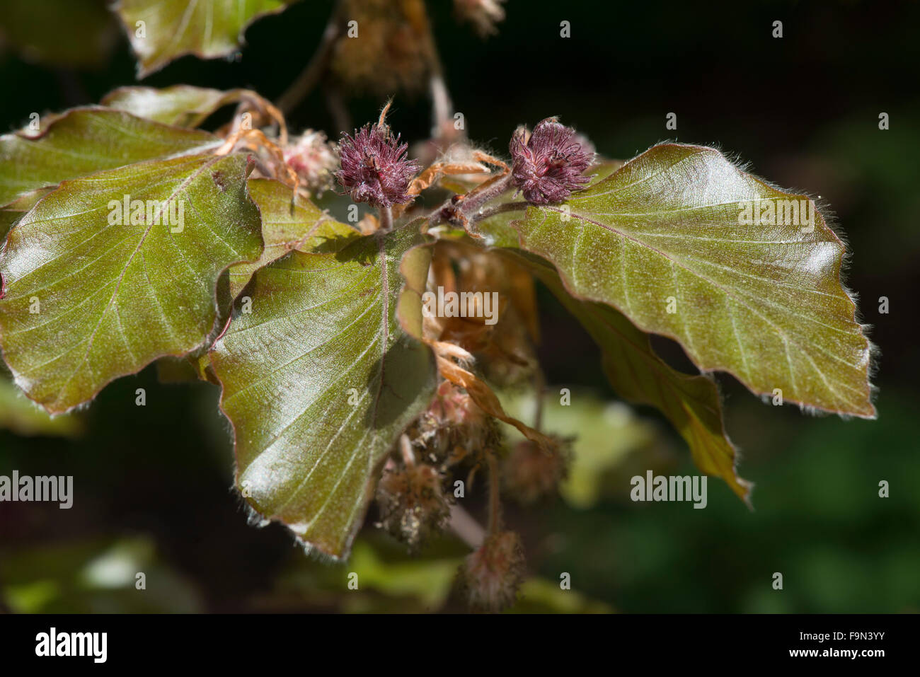Beech tree flowers hires stock photography and images Alamy