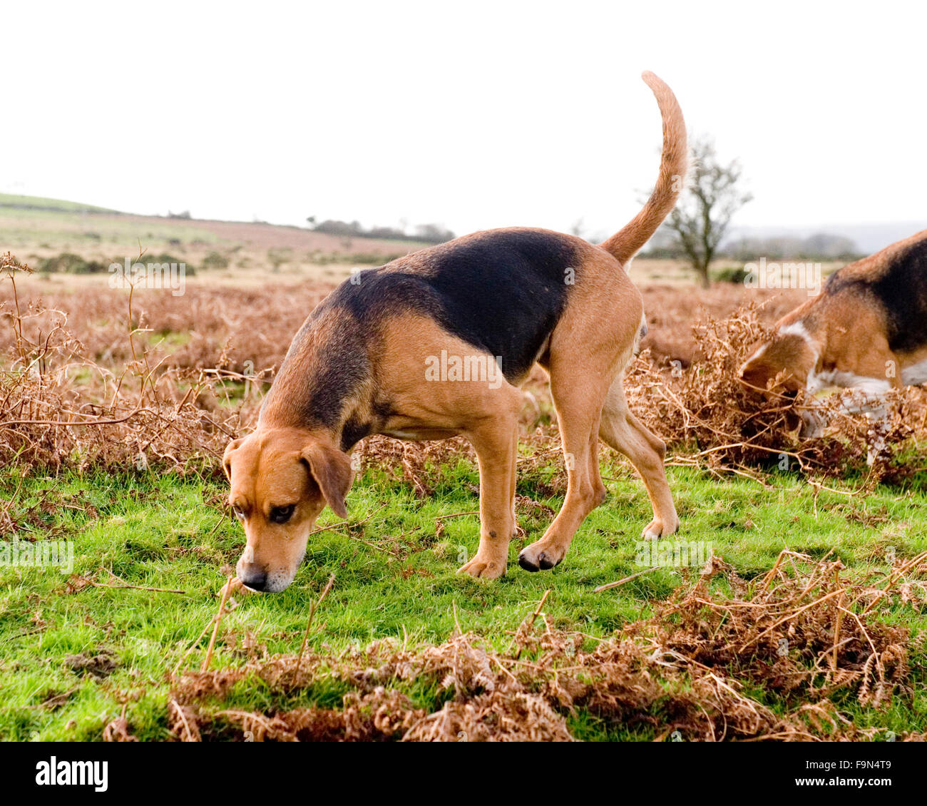 foxhound Stock Photo