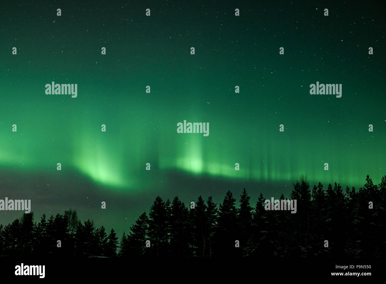 Green northern lights in the sky above trees Stock Photo - Alamy