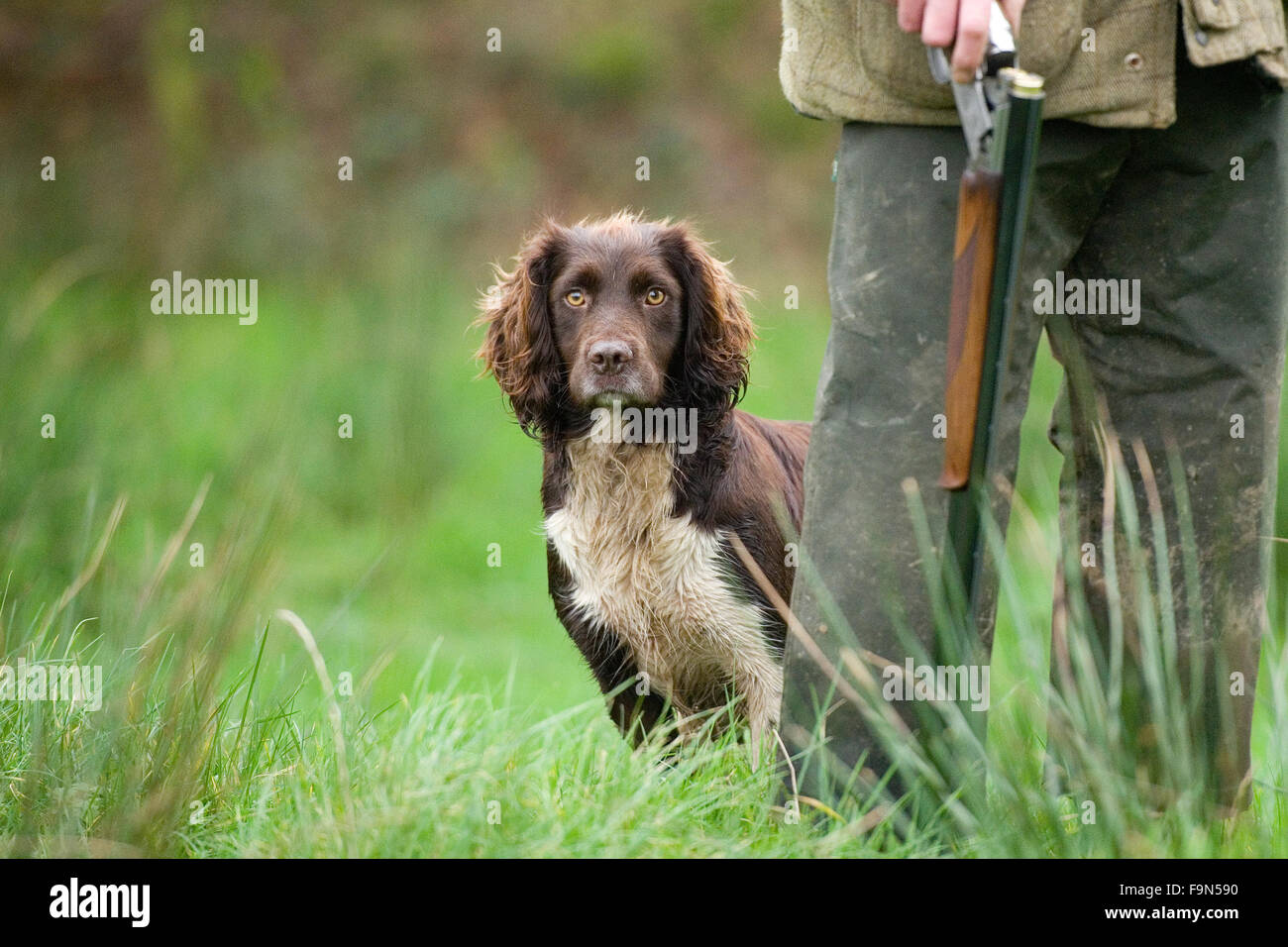pictures of sprocker spaniels