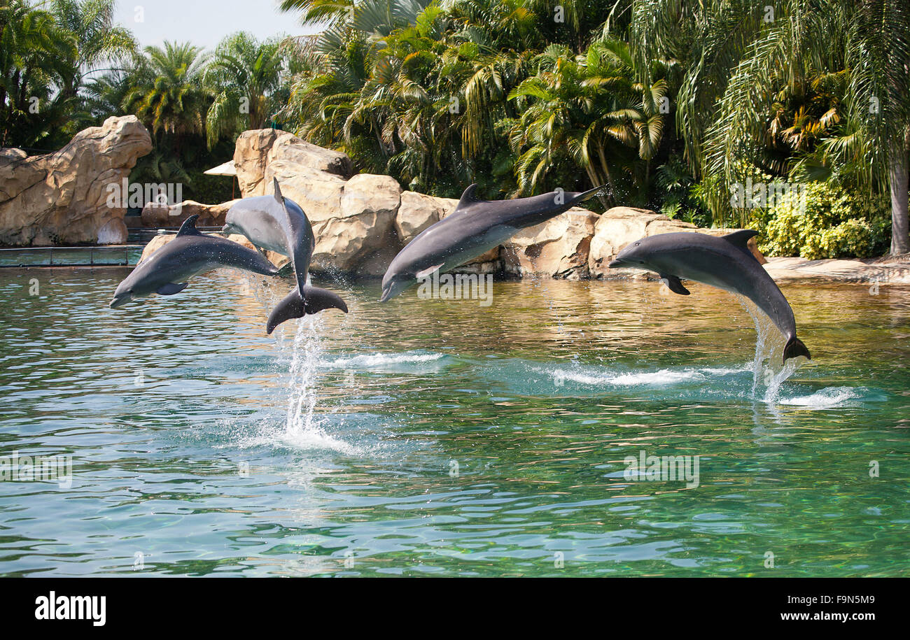 Dolphin display at Discovery Cove, Florida Stock Photo