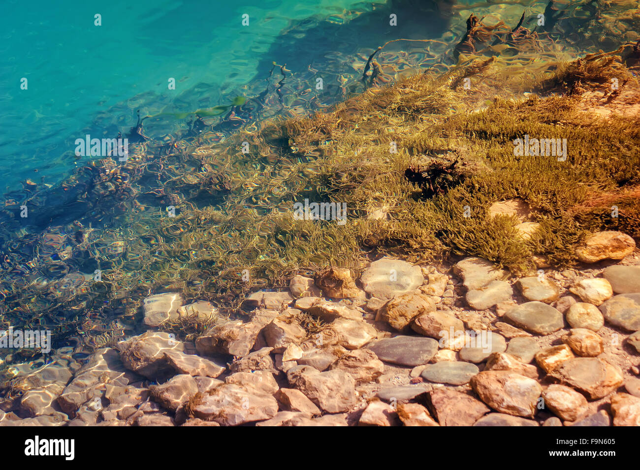 Through the clear blue water of a mountain lake seen rocky bottom covered with algae . Stock Photo