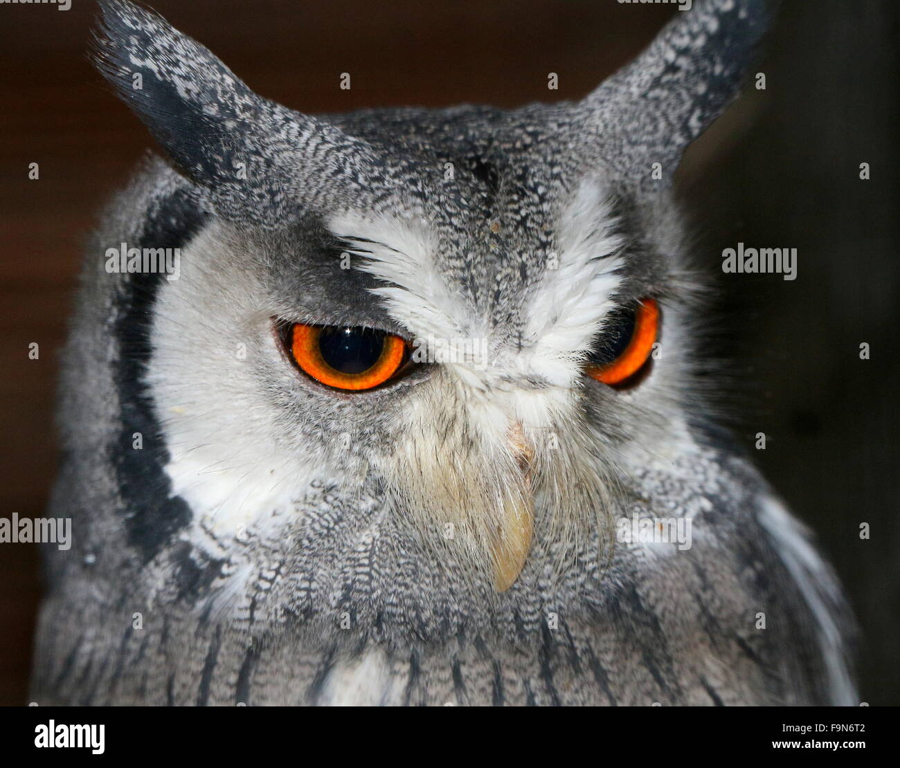 African Northern white faced Owl  (Ptilopsis leucotis, Otus leucotis), formerly also  white-faced Scops-owl Stock Photo