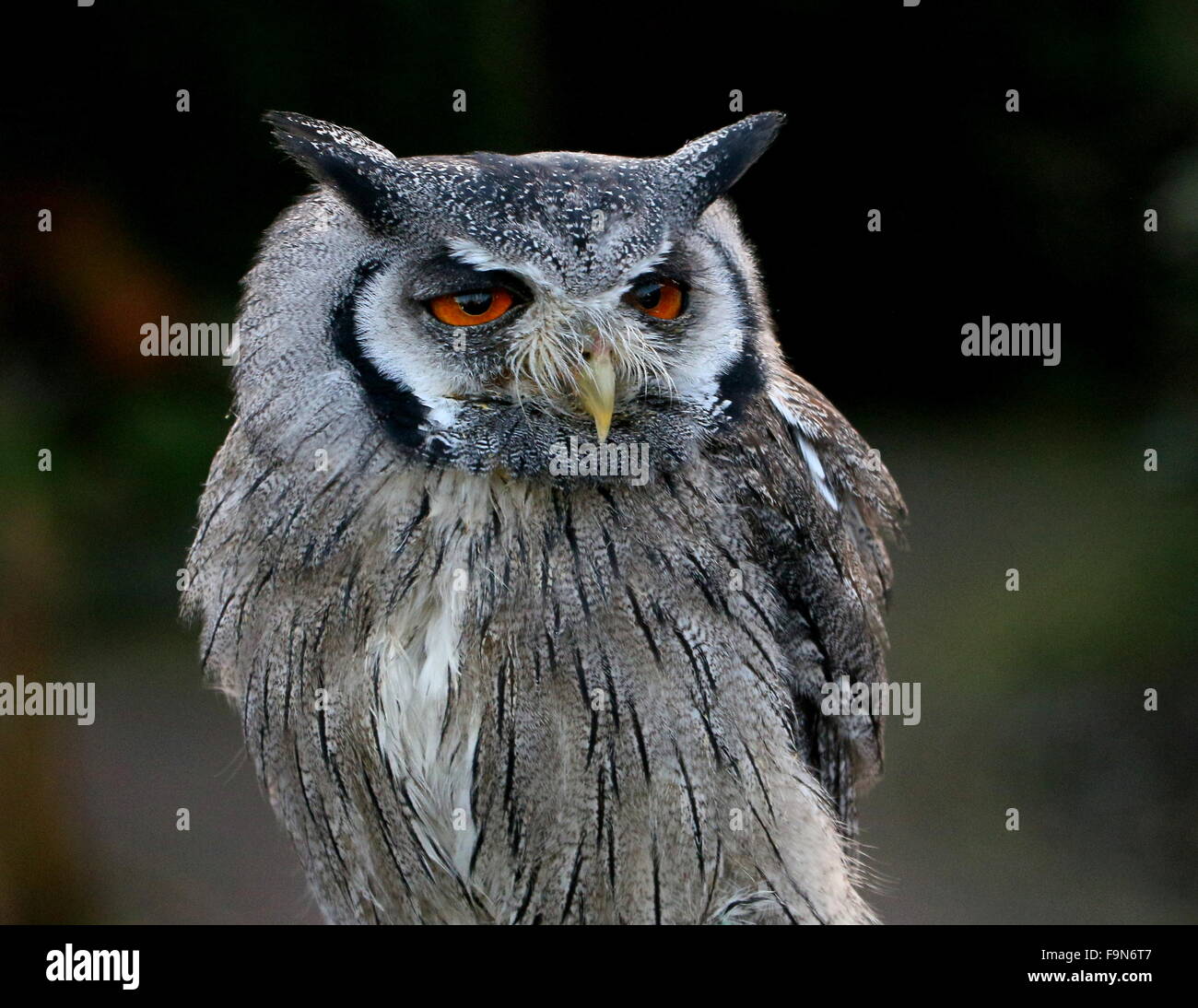 African Northern white faced Owl  (Ptilopsis leucotis, Otus leucotis), formerly also  white-faced Scops-owl Stock Photo