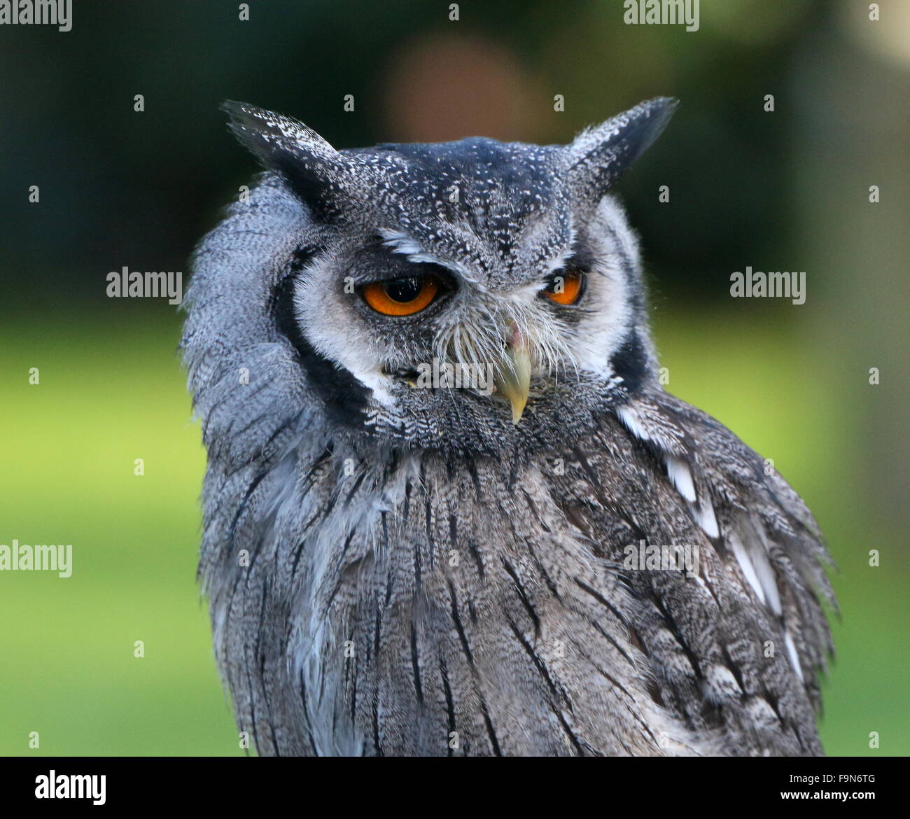 African Northern white faced Owl  (Ptilopsis leucotis, Otus leucotis), formerly also  white-faced Scops-owl Stock Photo