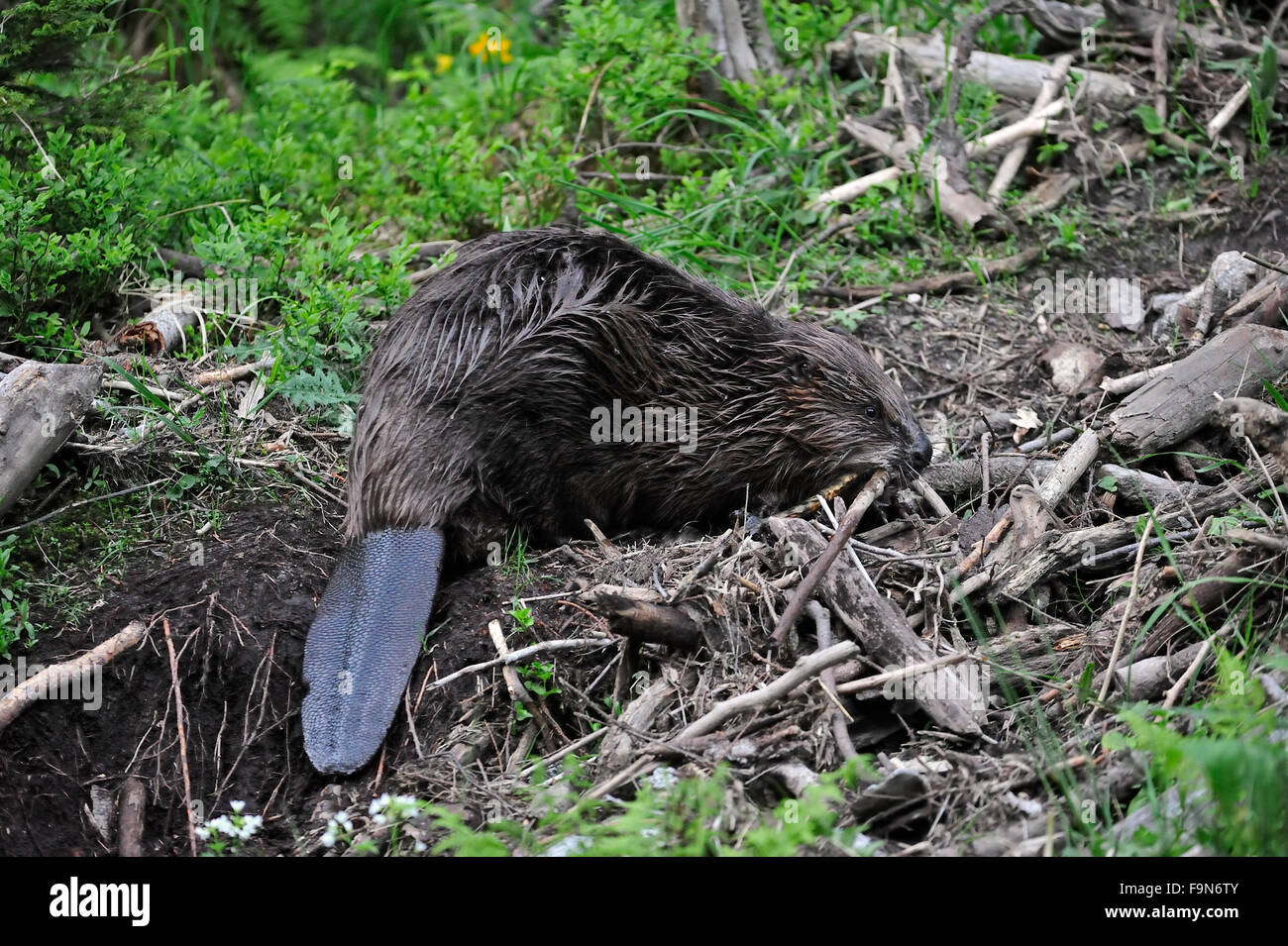 Eurasian beaver / European beaver (Castor fiber) on land collecting twigs and branches for food and dam / lodge building Stock Photo