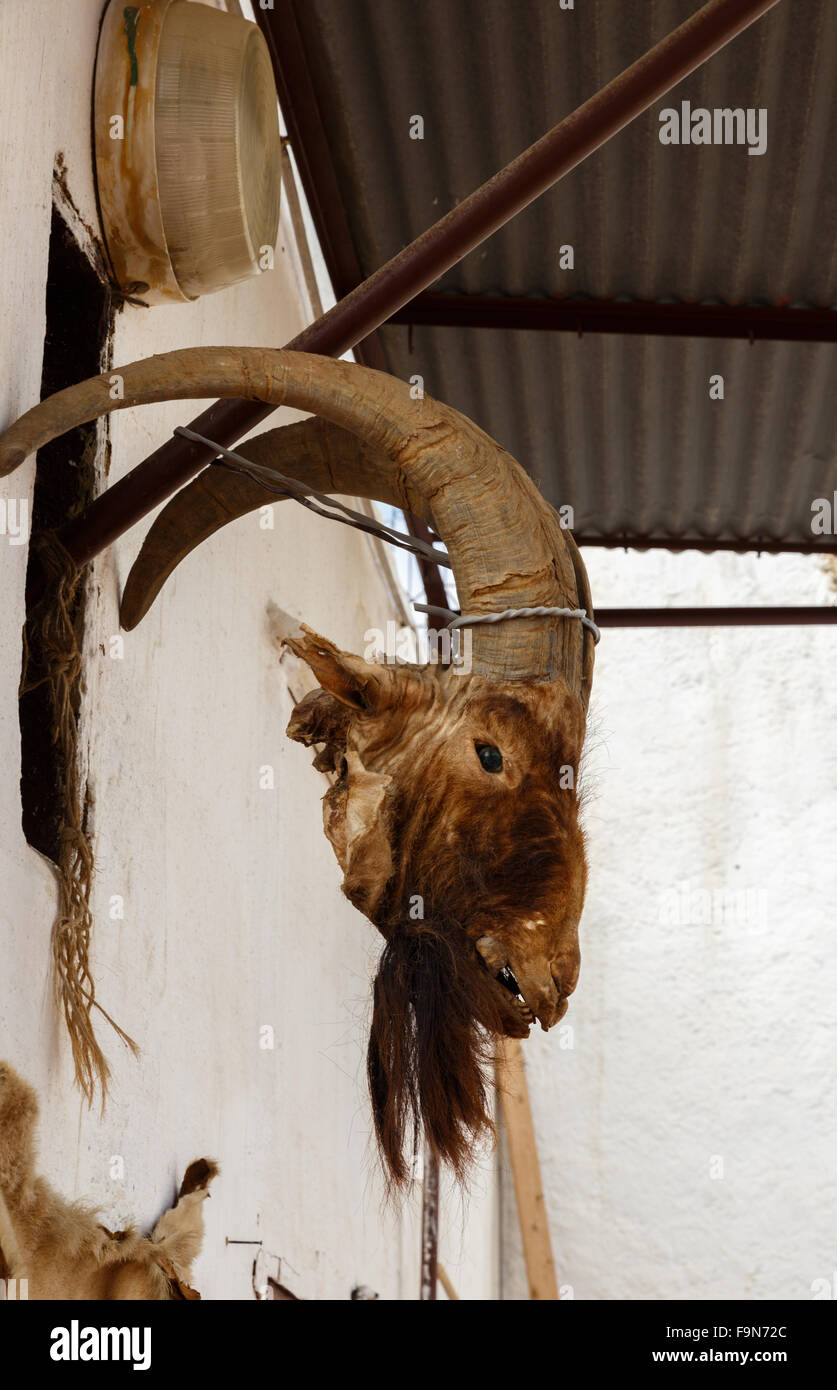 Head of goat Stock Photo
