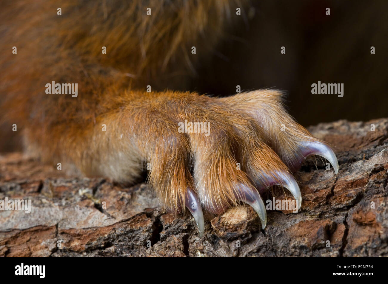 Squirrel claws hires stock photography and images Alamy