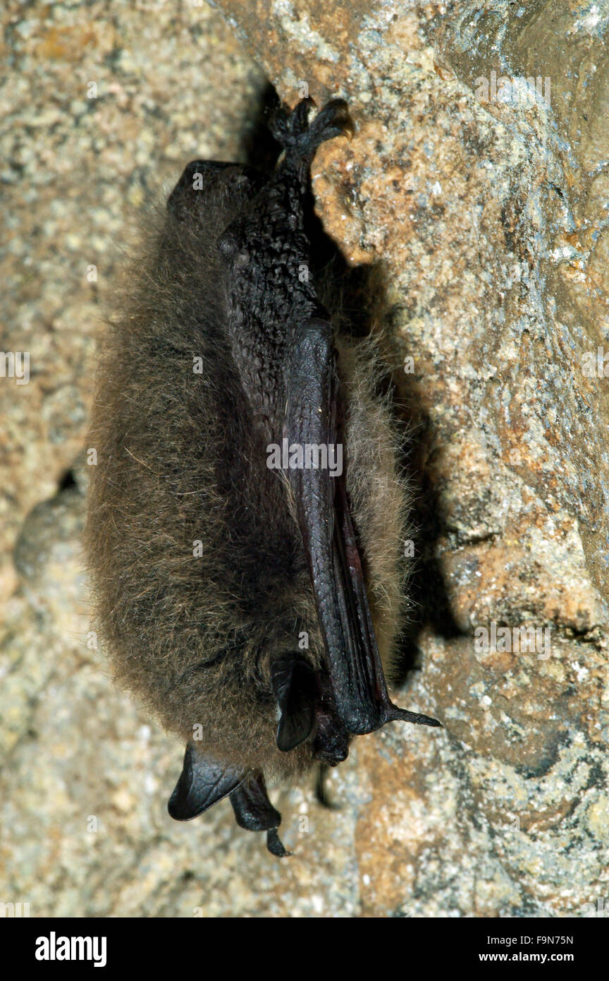The Bat Flying Speedy Out of the Cave. Stock Photo - Image of speedy, leaf:  257383830