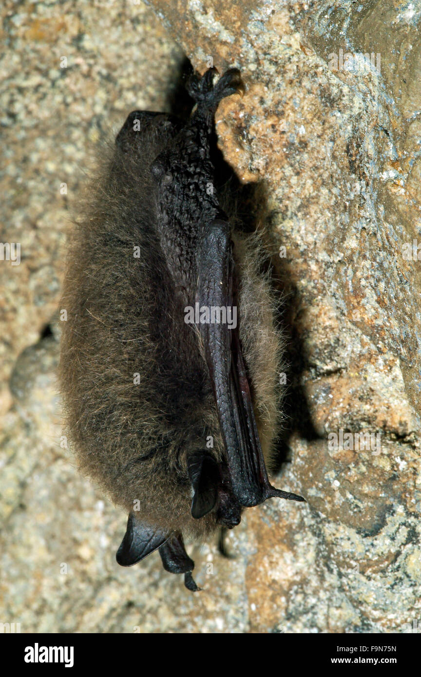 Bats hibernate uk hires stock photography and images Alamy