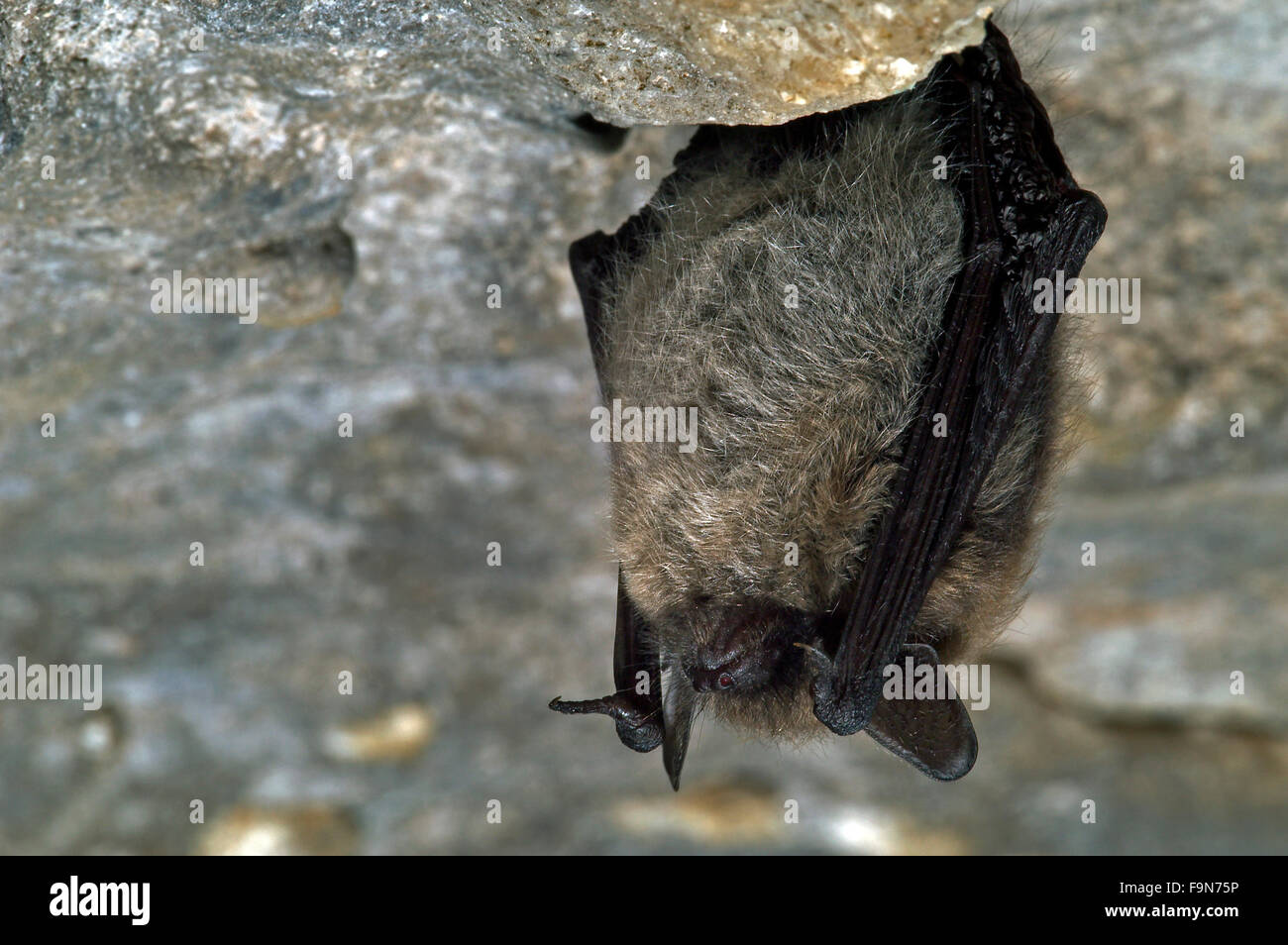 Hibernating bats uk hires stock photography and images Alamy
