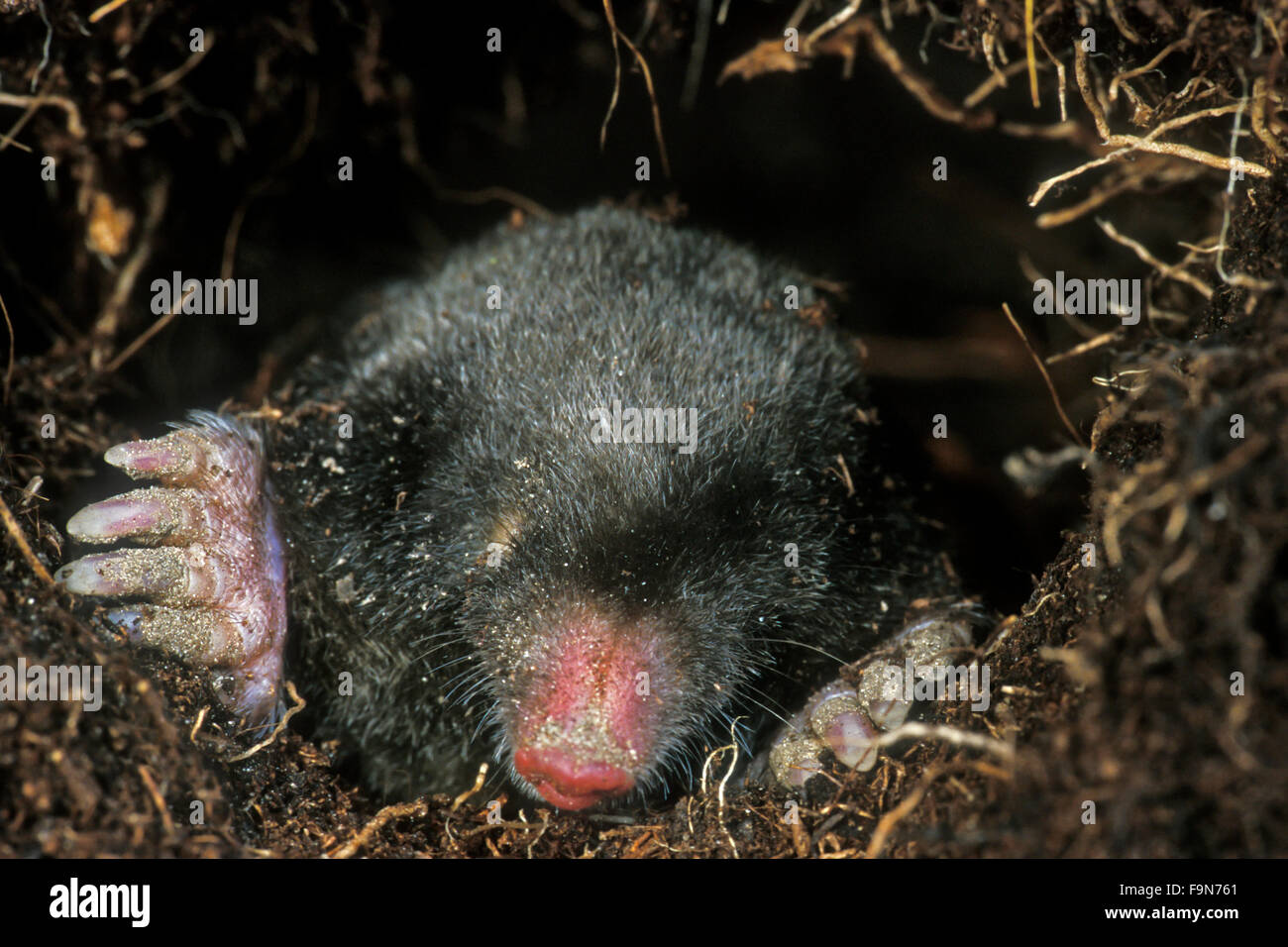 European mole / common mole (Talpa europaea) foraging underground in tunnel Stock Photo