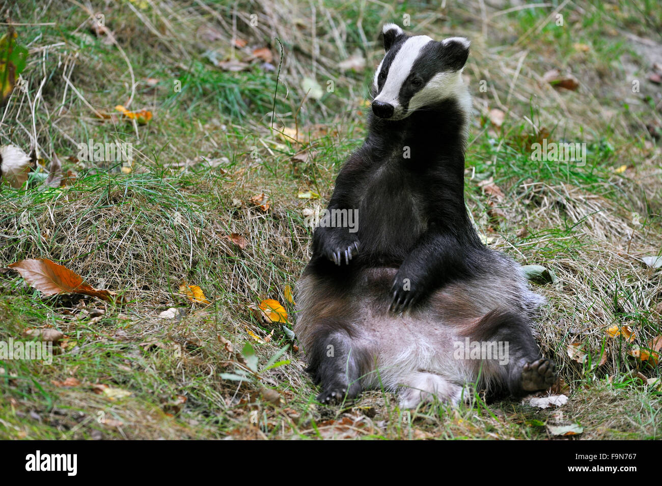 European badger (Meles meles) sitting upright in meadow Stock Photo