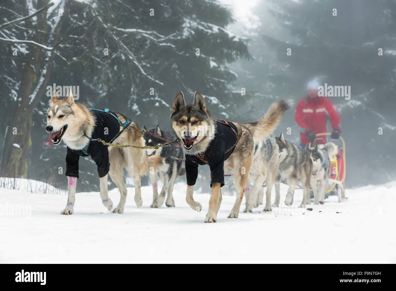 Race of draft dogs, front view at six siberian huskys at race in winter ...