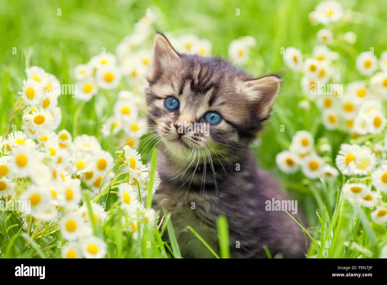 Portrait of cute little kitten outdoors in flowers Stock Photo - Alamy