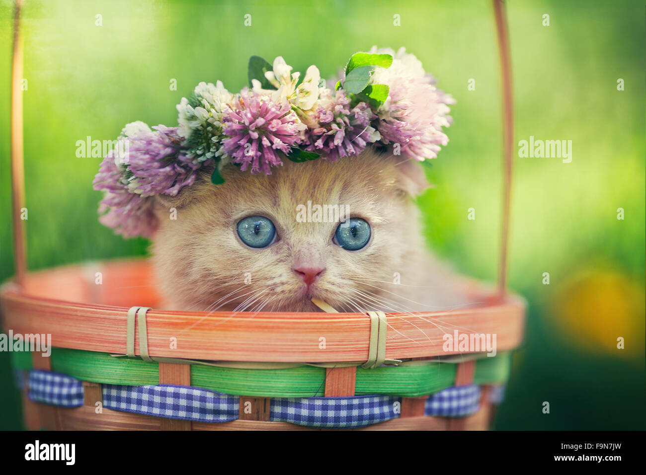 Cute little kitten wearing chaplet in a basket Stock Photo - Alamy