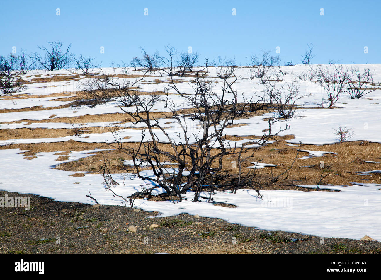 Burned brush area and snow in the Owyhee Mountains, Idaho, US, winter, 2015. Stock Photo