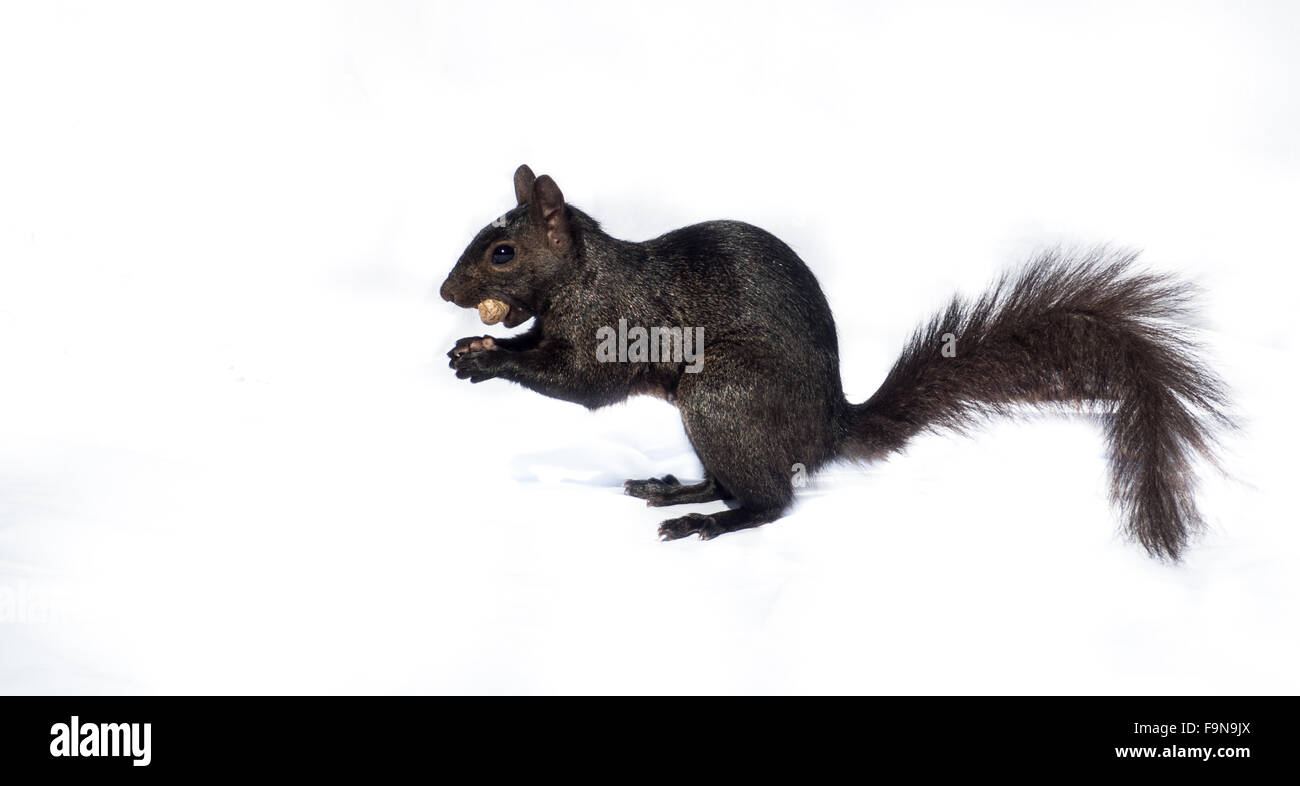 Stark black squirrel with peanut on bright white background, high contrast. Stock Photo