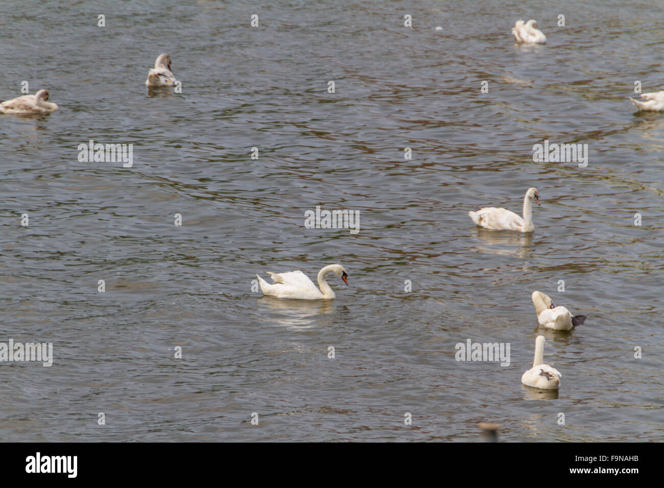 Swan on a pond Stock Photo - Alamy