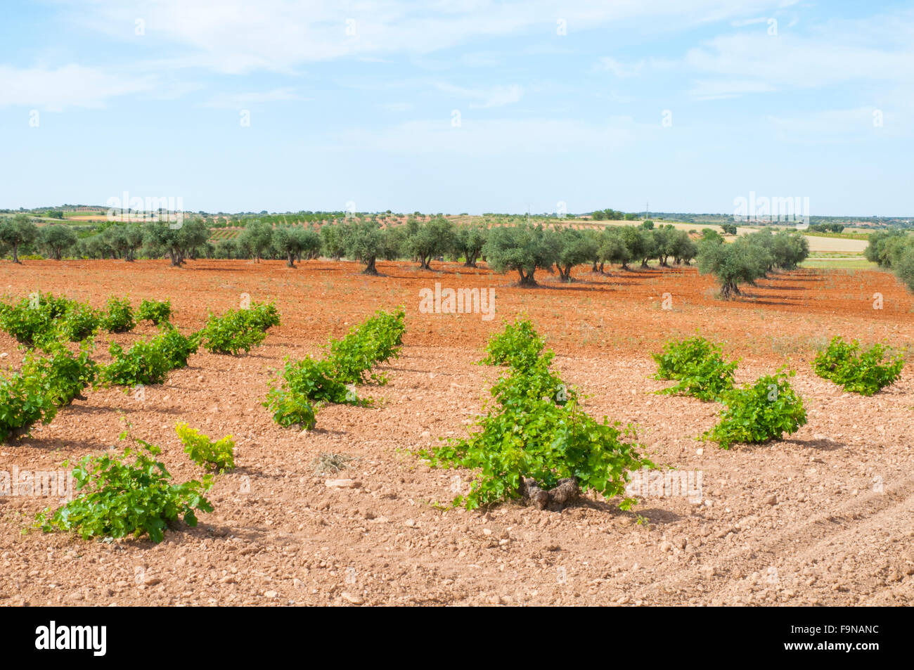 Vineyard and olive grove. Belmonte de Tajo, Madrid province, Spain. Stock Photo