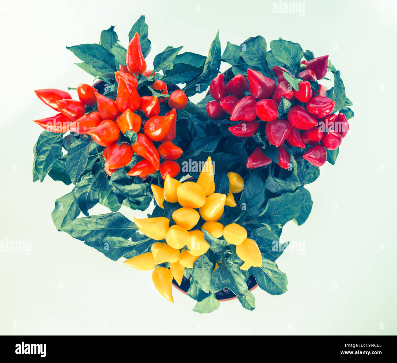 top down of red, yellow, orange hot chili peppers in pot instagram