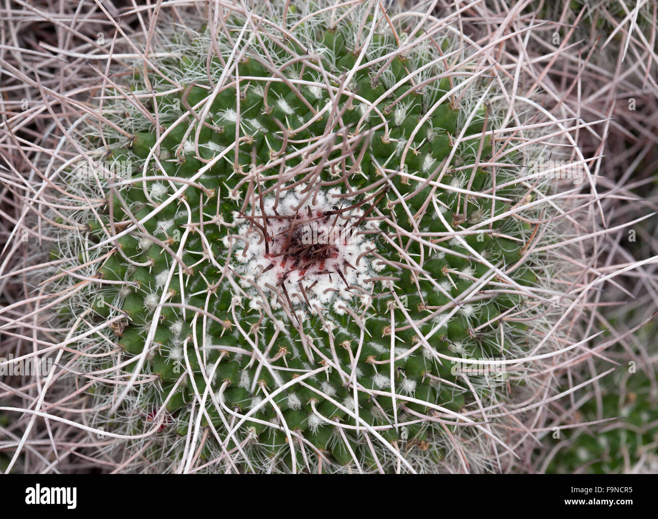 Mammillaria mystax cactus natural plant background Stock Photo
