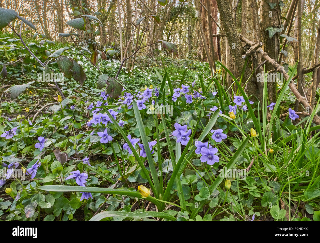 Common Dog Violet and other wild flowers form the ground flora of a deciduous woodland in the weald of Sussex Stock Photo