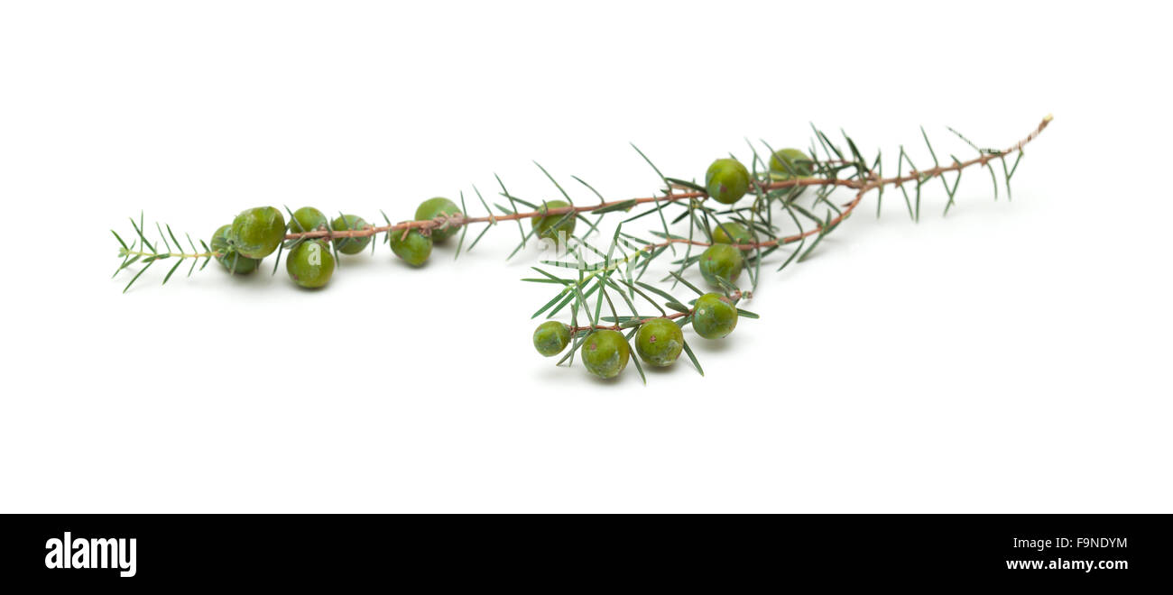 Juniperus cedrus, Canary Islands juniper, branches isolated on white background Stock Photo