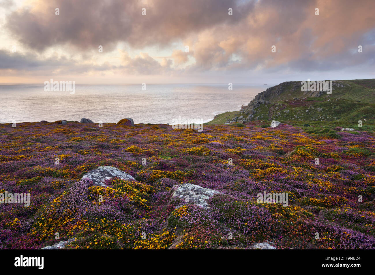 Late summer, heather blooming on the cliff tops at Land's End Stock Photo