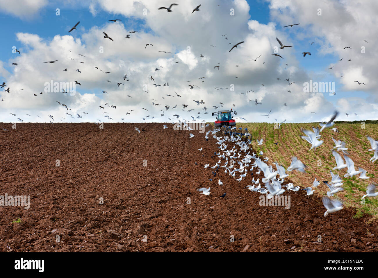 Ploughing the fields with seagulls following and feeding amongst the newly unearthed soil. Stock Photo